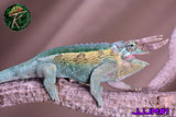 Male Jacksonii Jacksonii Jakckson's Chameleon