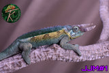 Male Jacksonii Jacksonii Jakckson's Chameleon
