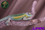 Male Jacksonii Jacksonii Jakckson's Chameleon