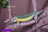 Male Jacksonii Jacksonii Jakckson's Chameleon
