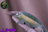 Jacksonii Jacksonii Jakckson's Chameleon