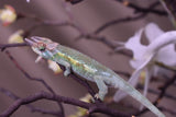 Male Jacksonii Jacksonii Jakckson's Chameleon Babies