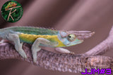 Male Jacksonii Jacksonii Jakckson's Chameleon