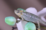 Male Trioceros Hoehnelii Chameleon Babies