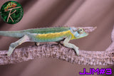 Male Jacksonii Jacksonii Jakckson's Chameleon