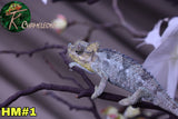 Male Trioceros Hoehnelii Chameleon