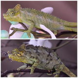 Female Trioceros Hoehnelii Chameleon Babies