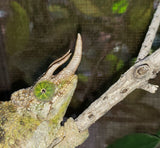 Male Jacksonii Jacksonii Jakckson's Chameleon Babies