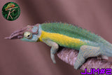 Male Jacksonii Jacksonii Jakckson's Chameleon