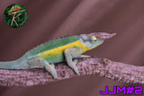 Male Jacksonii Jacksonii Jakckson's Chameleon