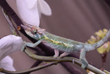 Male Jacksonii Jacksonii Jakckson's Chameleon Babies