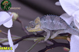 Male Trioceros Hoehnelii Chameleon