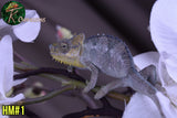 Male Trioceros Hoehnelii Chameleon