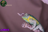 Male Jacksonii Jacksonii Jakckson's Chameleon