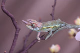 Male Jacksonii Jacksonii Jakckson's Chameleon Babies