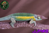 Male Jacksonii Jacksonii Jakckson's Chameleon