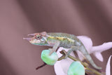 Male Jacksonii Jacksonii Jakckson's Chameleon Babies
