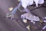 Male Trioceros Hoehnelii Chameleon Babies