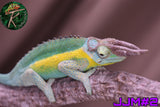Male Jacksonii Jacksonii Jakckson's Chameleon
