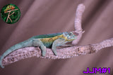 Male Jacksonii Jacksonii Jakckson's Chameleon