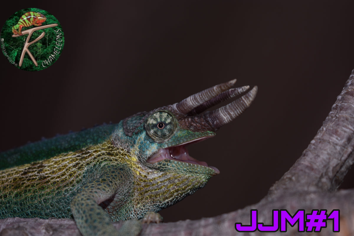 Male Jacksonii Jacksonii Jakckson's Chameleon – TkChameleons