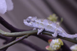 Female Trioceros Hoehnelii Chameleon Babies