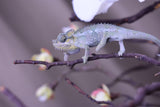 Male Trioceros Hoehnelii Chameleon Babies