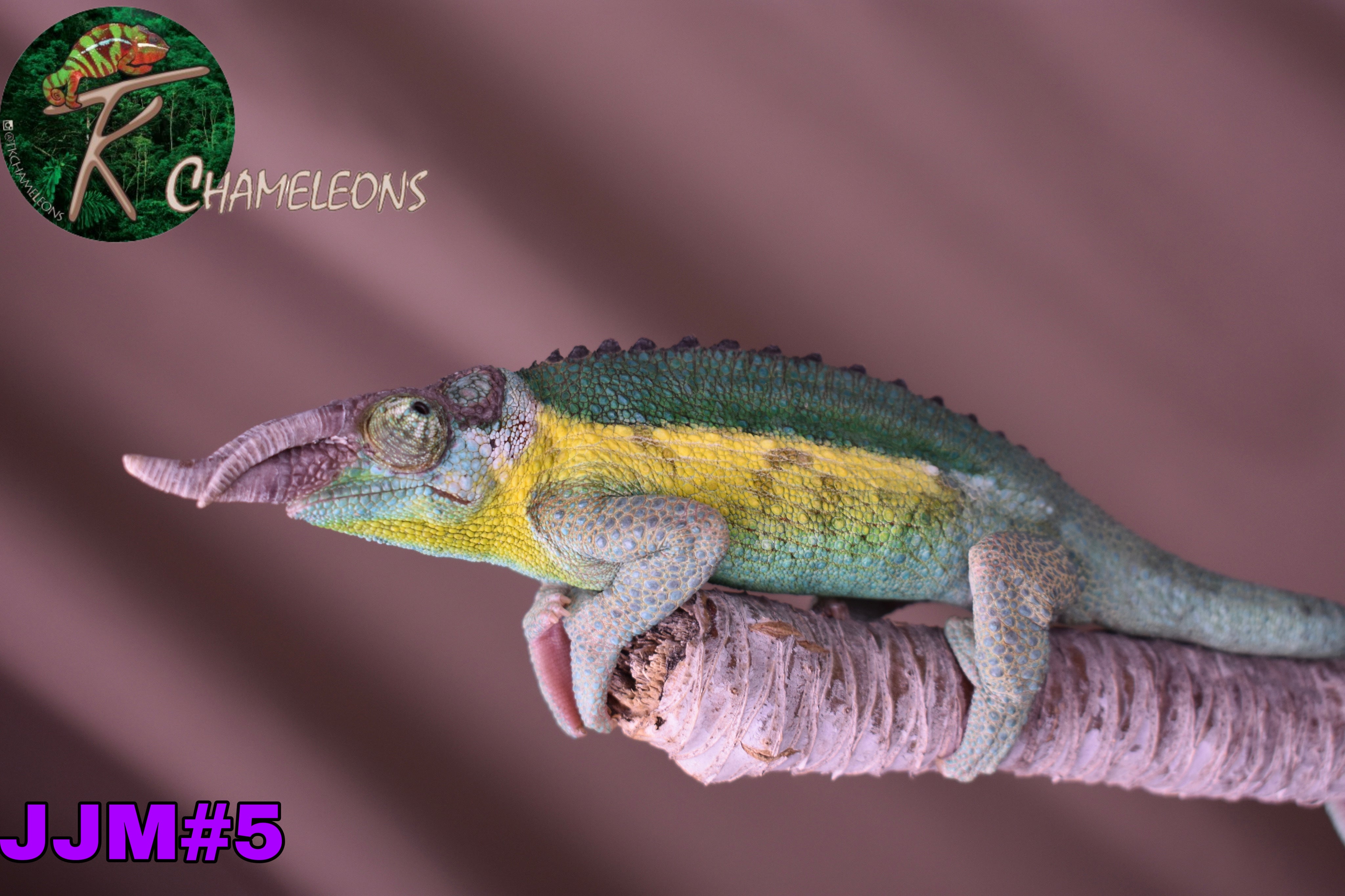 Male Jacksonii Jacksonii Jakckson's Chameleon – TkChameleons