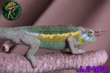 Male Jacksonii Jacksonii Jakckson's Chameleon