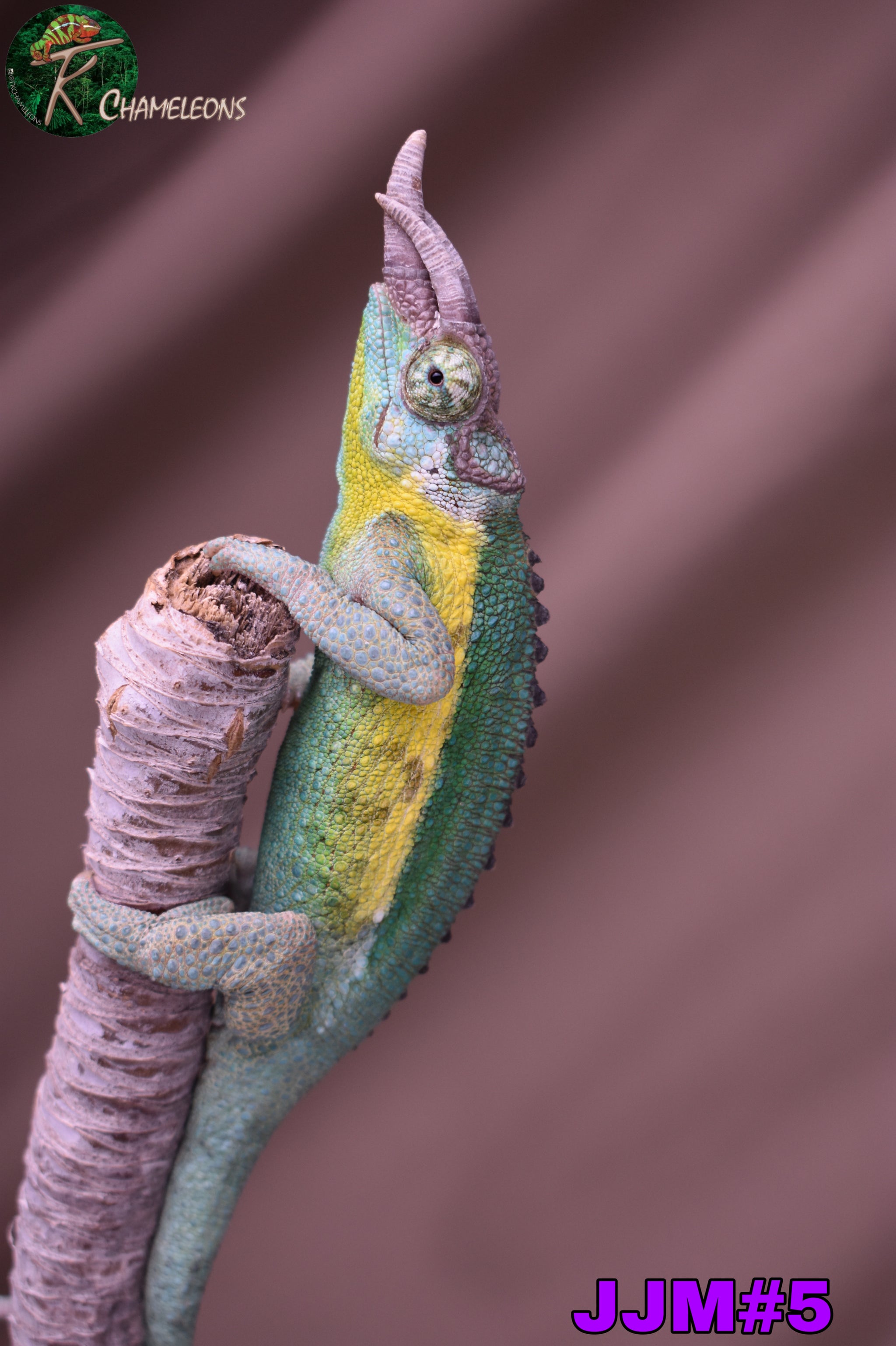 Male Jacksonii Jacksonii Jakckson's Chameleon – TkChameleons