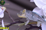 Male Trioceros Hoehnelii Chameleon
