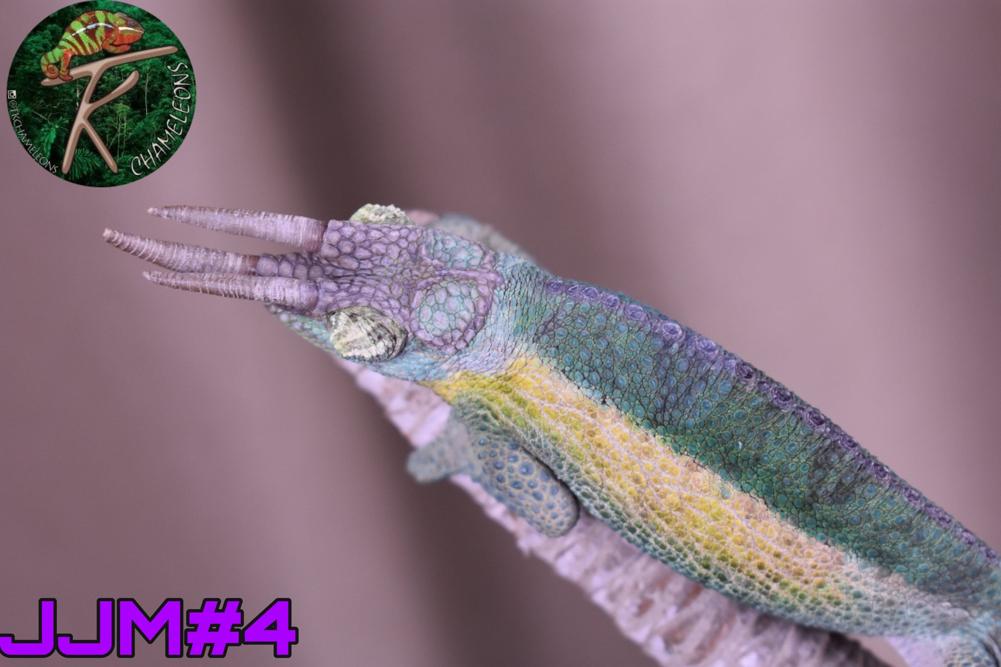 Jacksonii Jacksonii Jakckson's Chameleon – TkChameleons