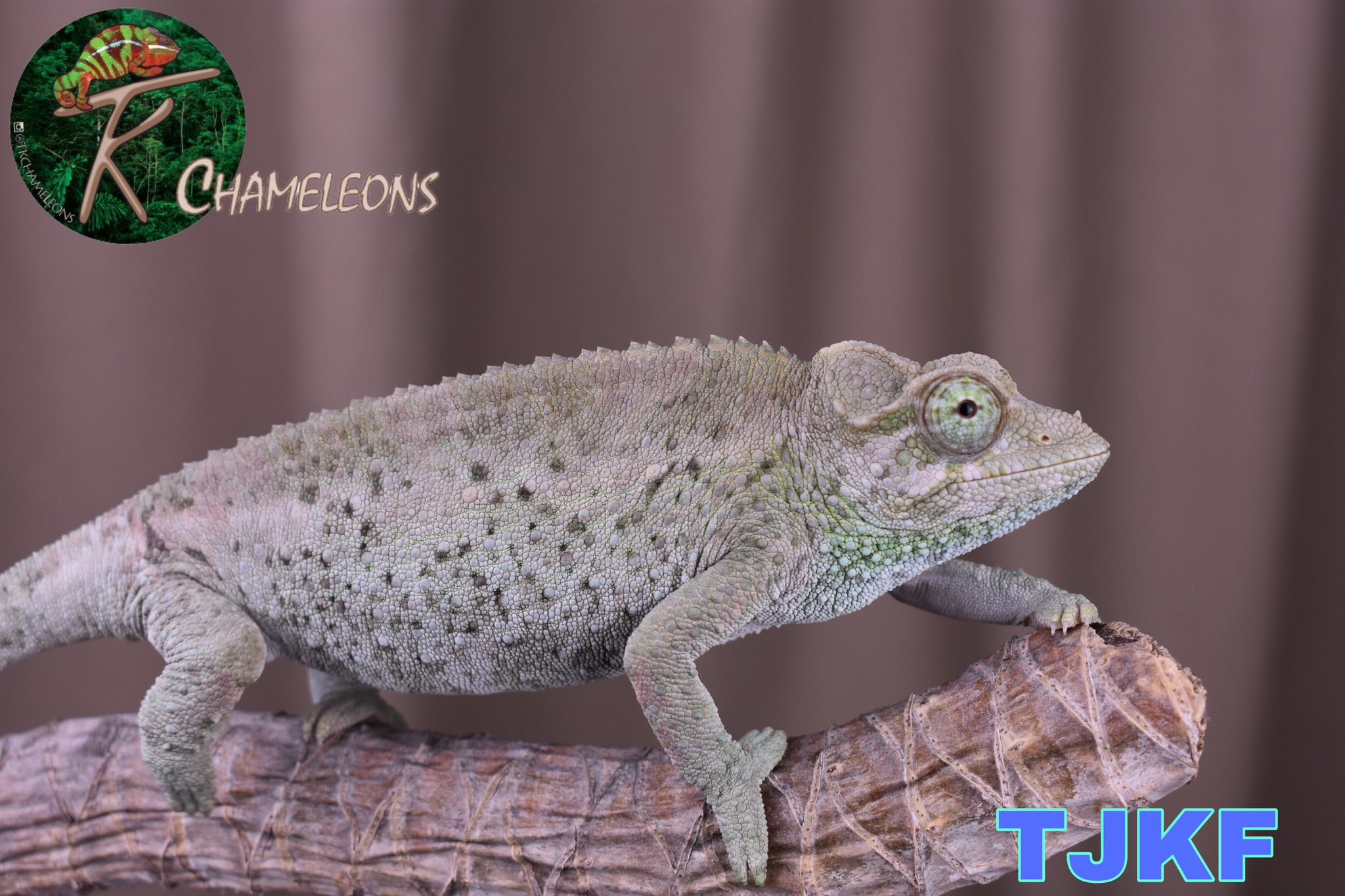 CB Kenyan Jackson Female – TkChameleons