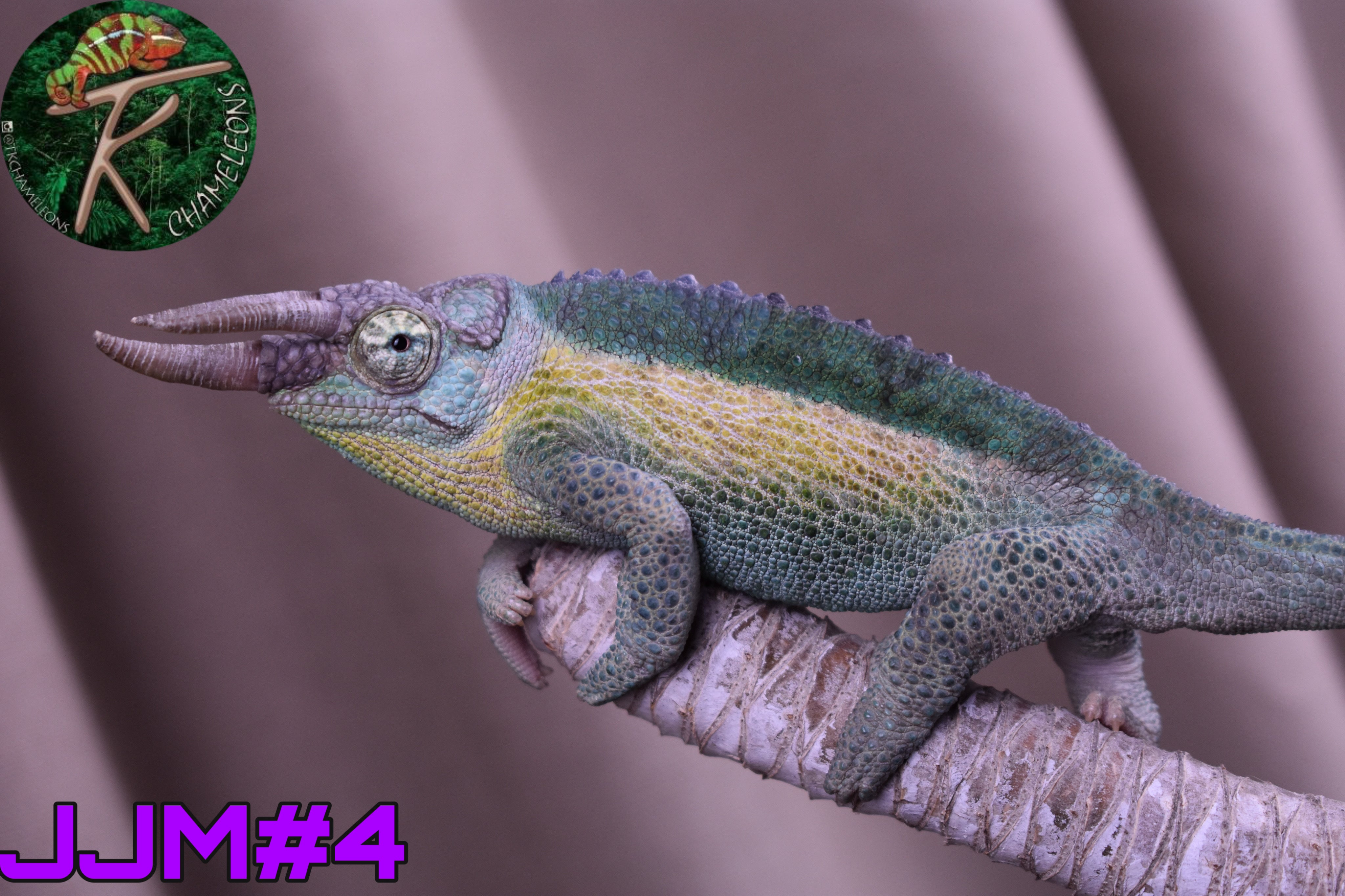 Jacksonii Jacksonii Jakckson's Chameleon – TkChameleons