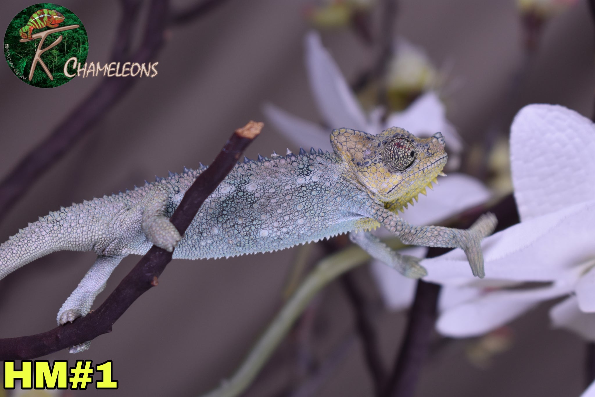 Male Jacksonii Jacksonii Jakckson's Chameleon – TkChameleons